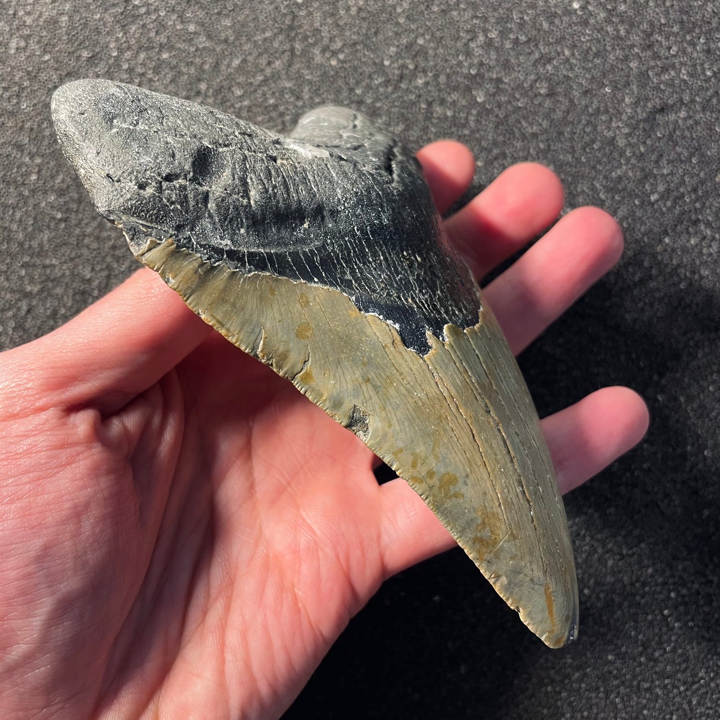 F2355 | Squalo | Otodus megalodon