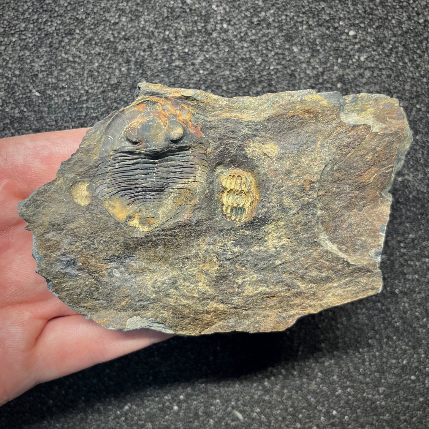 F2942 | Trilobite | Nobiliasaphus nobilis