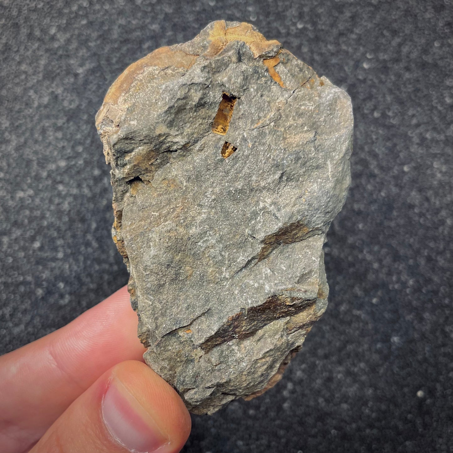 F2623 | Trilobite | Flexicalymene sp.