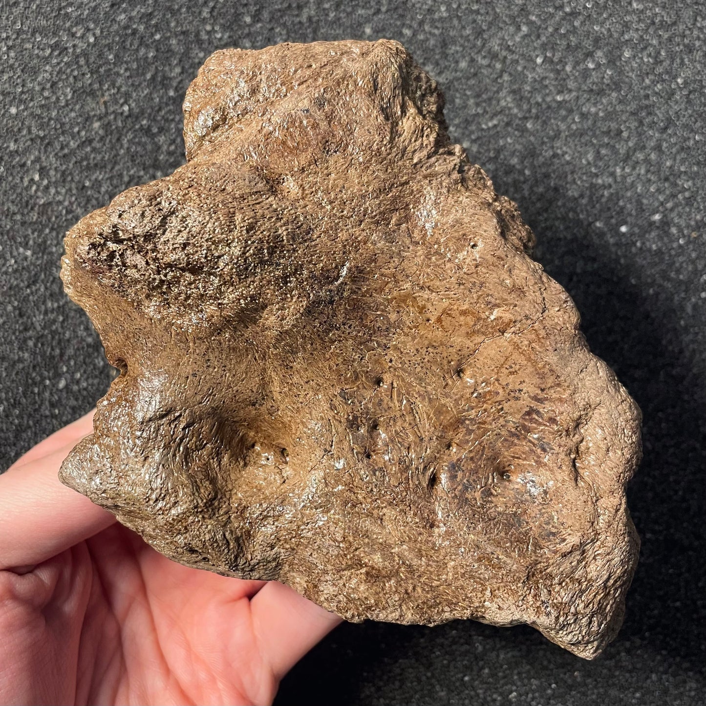 F2254 | Dinosauro | Triceratops sp.