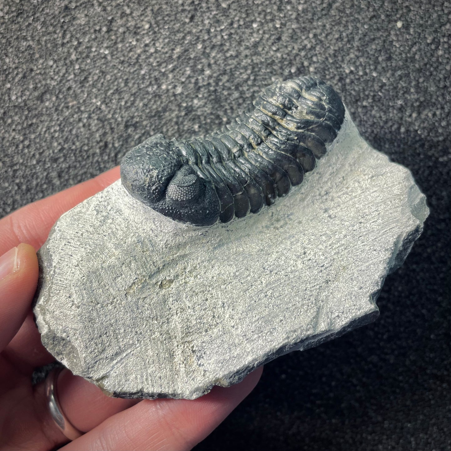 F2605 | Trilobite | Phacopidae indet.