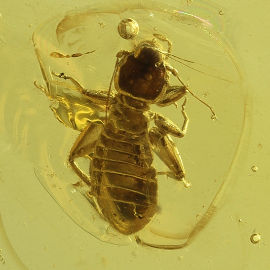 F2081 | Ambra con inclusione | Psocoptera indet.