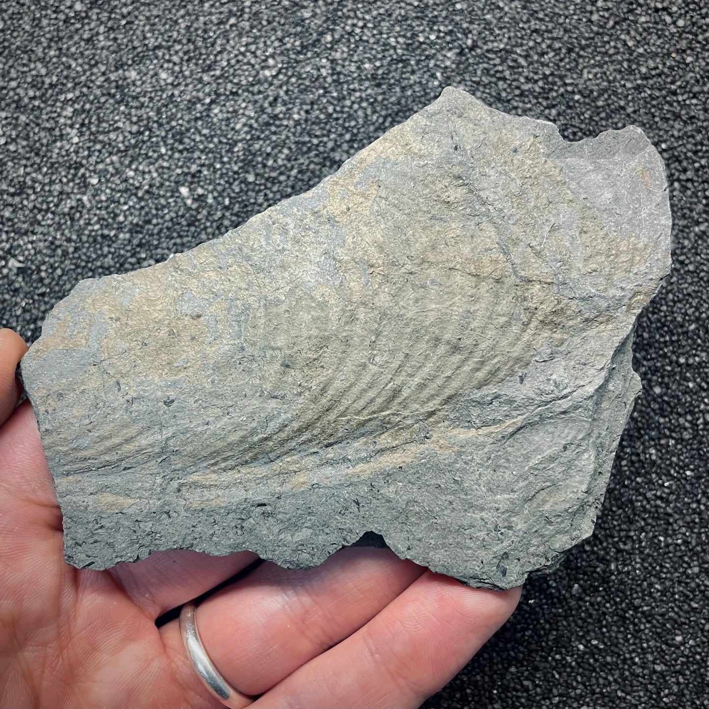 F2680 | Ittiosauro | Ichthyosauria indet.