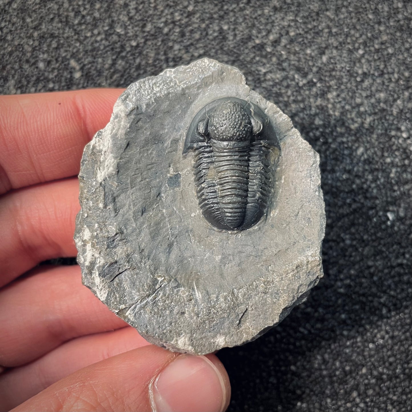F2591 | Trilobite | Gerastos tuberculatus