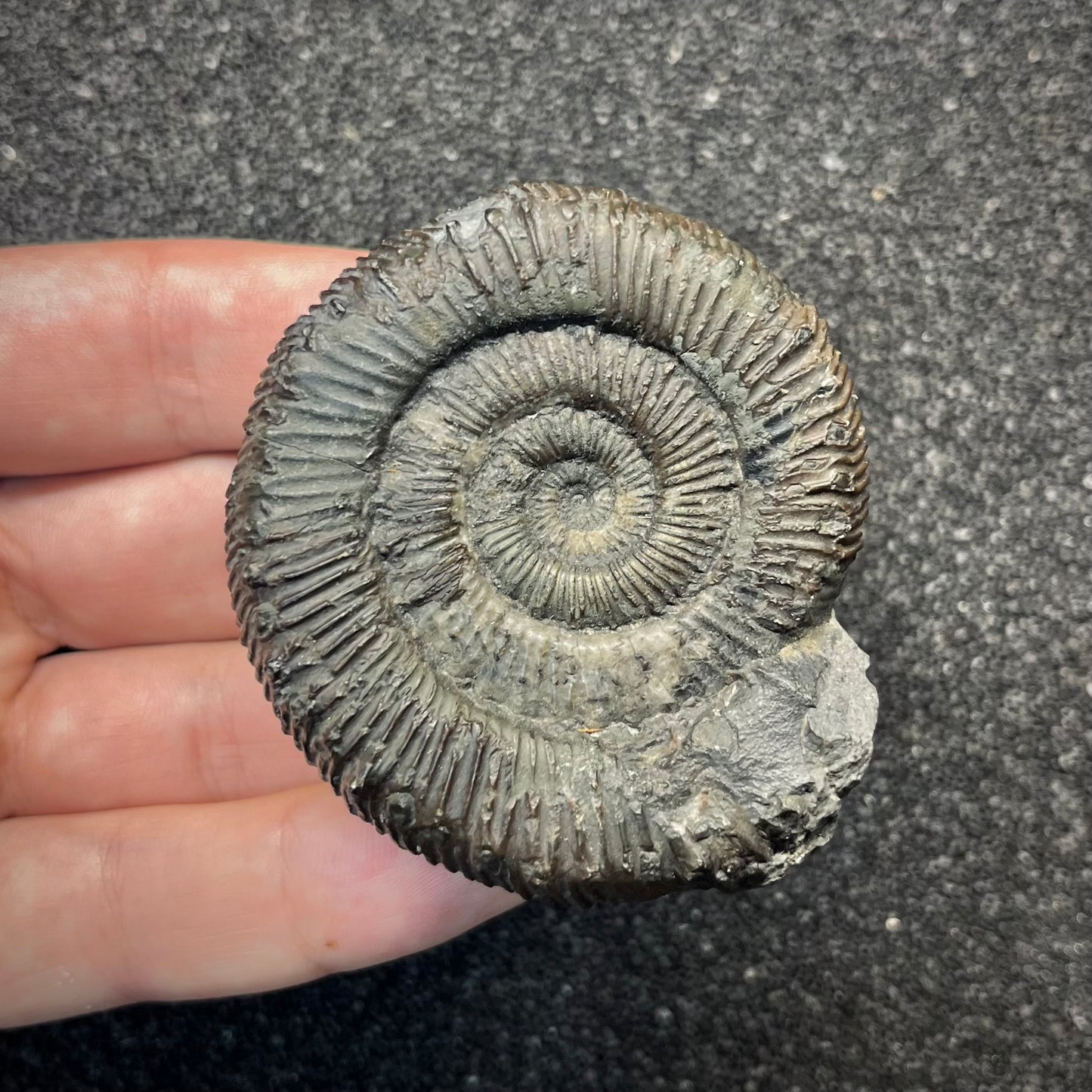 F2820 | Ammonite | Dactylioceratidae indet.
