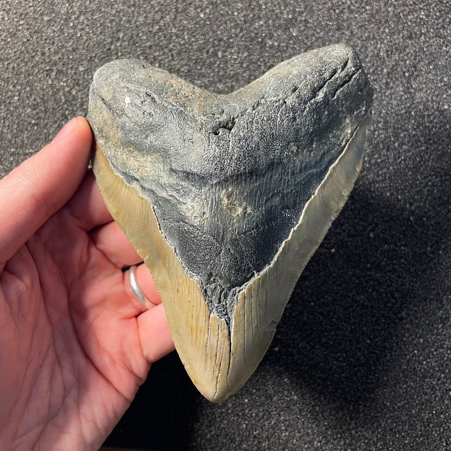 F2358 | Squalo | Otodus megalodon