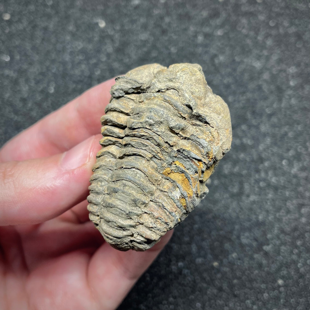 F3010 | Trilobite | Flexicalymene sp.