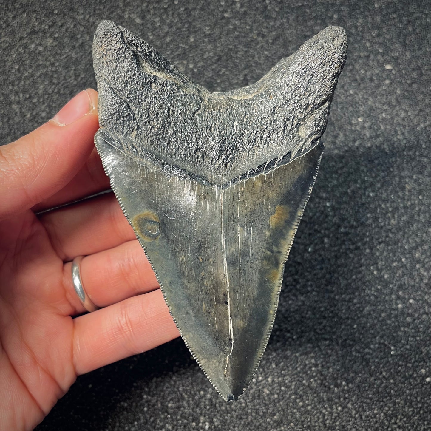 F2577 | Squalo | Otodus megalodon
