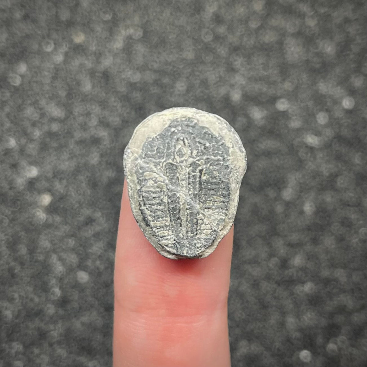 F3020 | Trilobite | Elrathia kingii