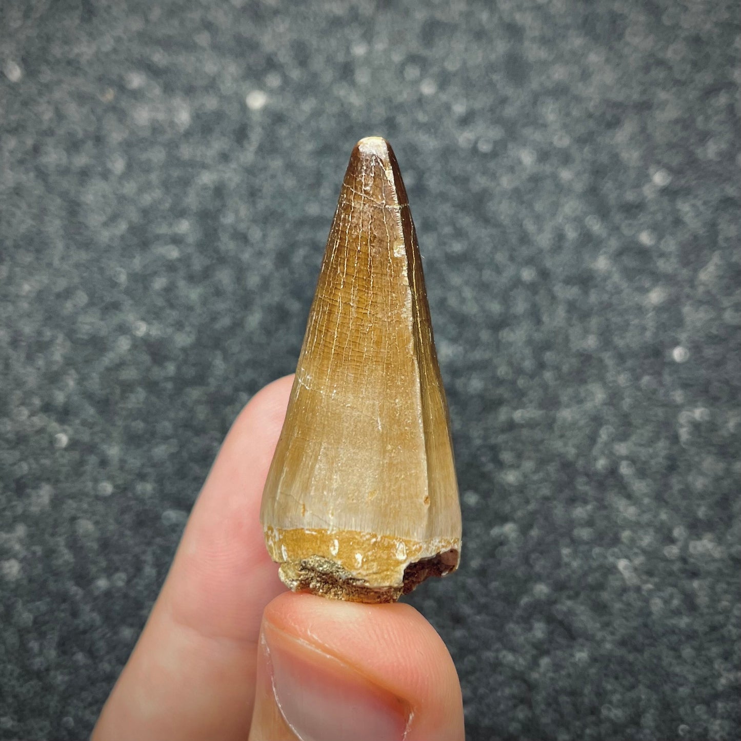 F2696 | Mosasauro | Mosasauridae indet.