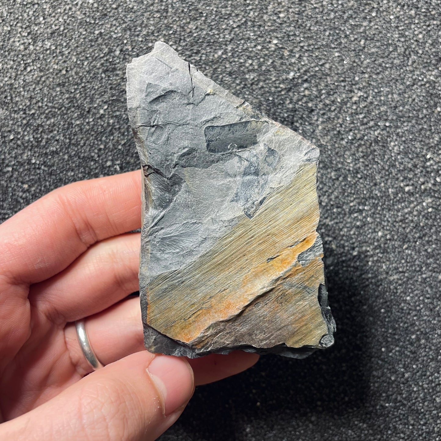 F2484 | Pianta | Linopteris sp.