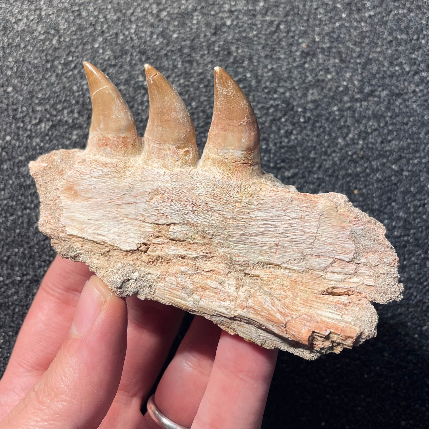 F2112 | Mosasauro | Mosasauridae indet.