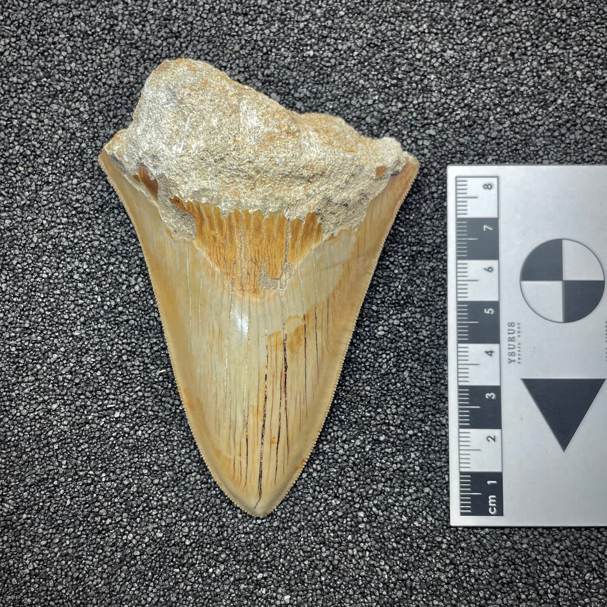 F3047 | Squalo | Otodus megalodon