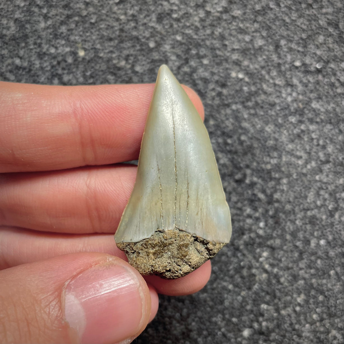 F3039 | Squalo |  Carcharodon subserratus
