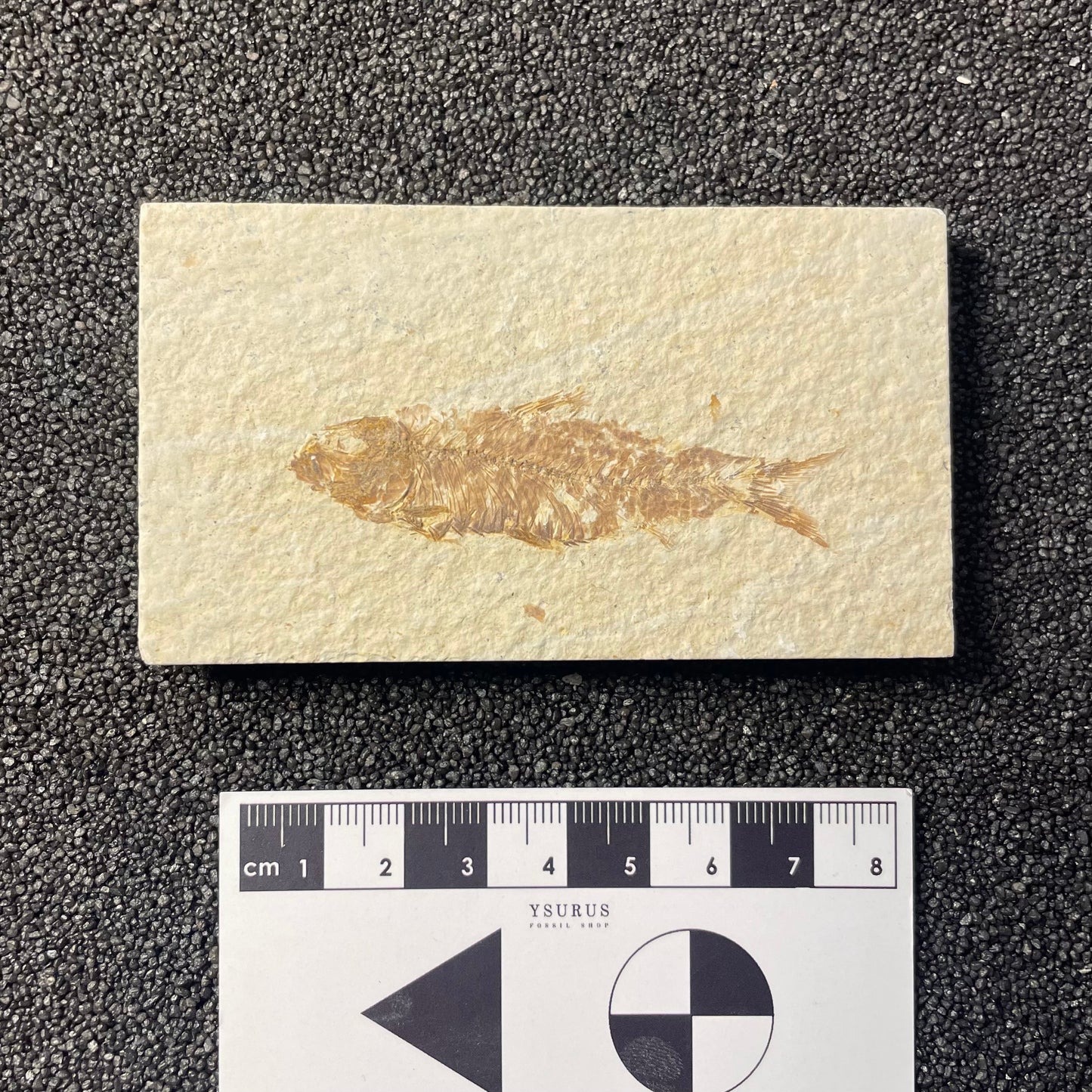 F2221 | Pesce | Knightia eocaena