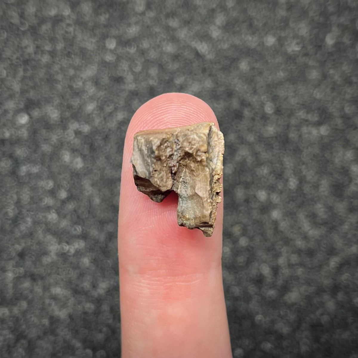 F3004 | Dinosauro | Triceratops sp.