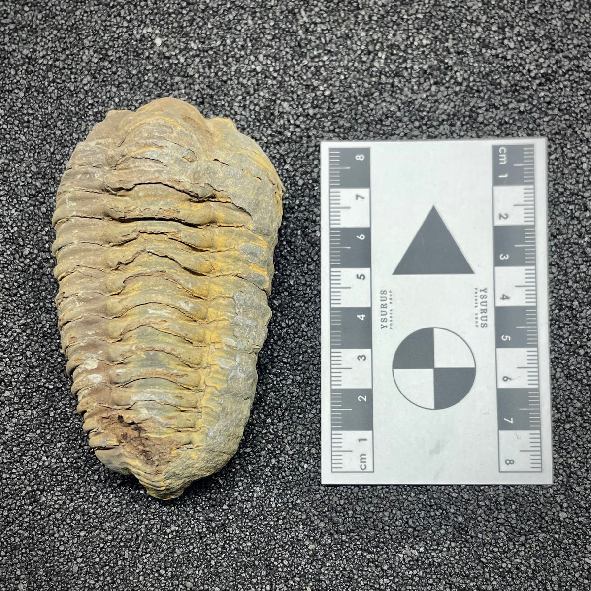 F3011 | Trilobite | Flexicalymene sp.