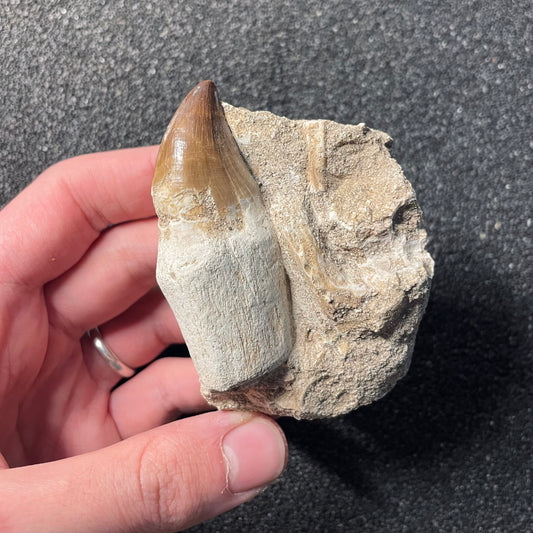 F2258 | Mosasauro | Prognathodon sp.
