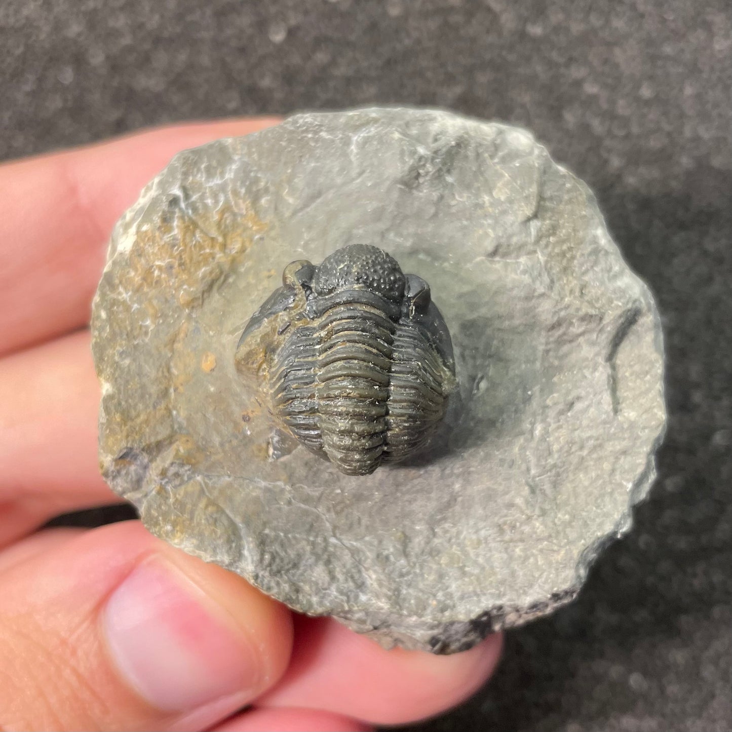 F2597 | Trilobite | Gerastos tuberculatus