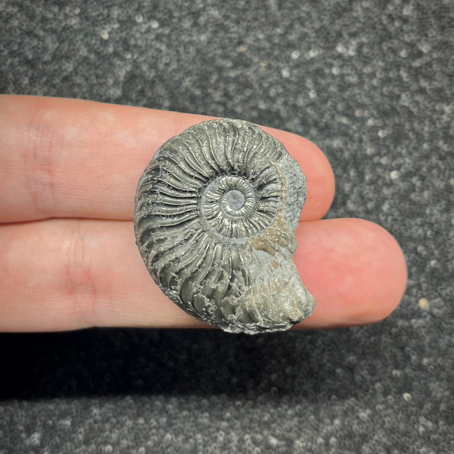 F2879 | Ammonite | Graphoceratidae indet.