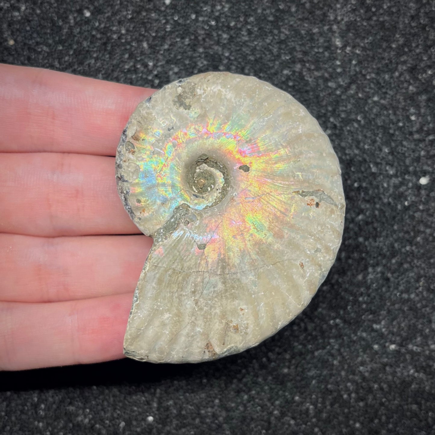 F2960 | Ammonite | Cleoniceras sp.