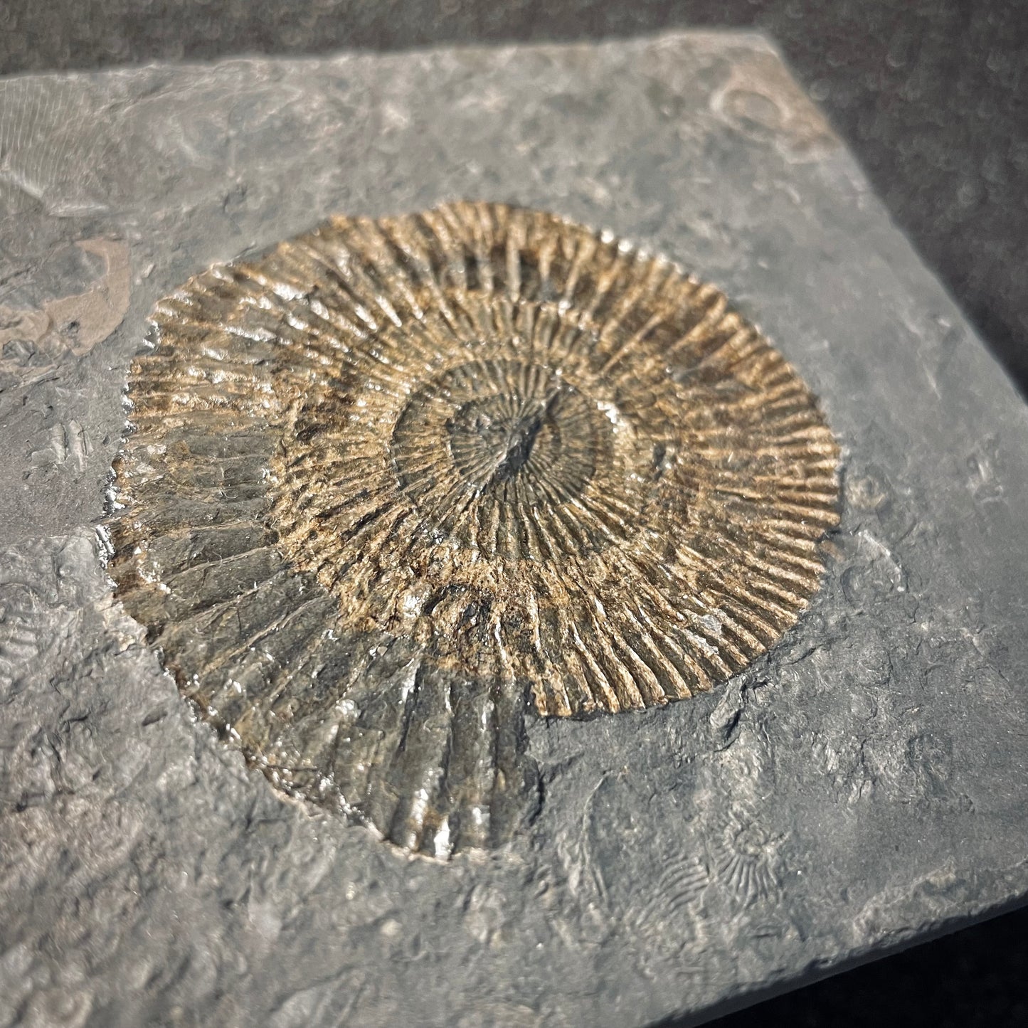 F2166 | Ammonite | Dactylioceras commune