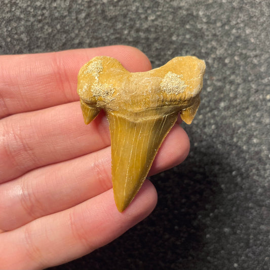 F2214 | Squalo | Otodus obliquus