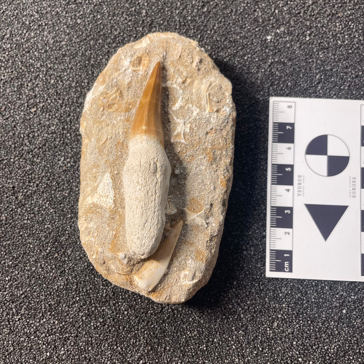 F2197 | Mosasauro | Mosasauridae indet. & Enchodus libycus
