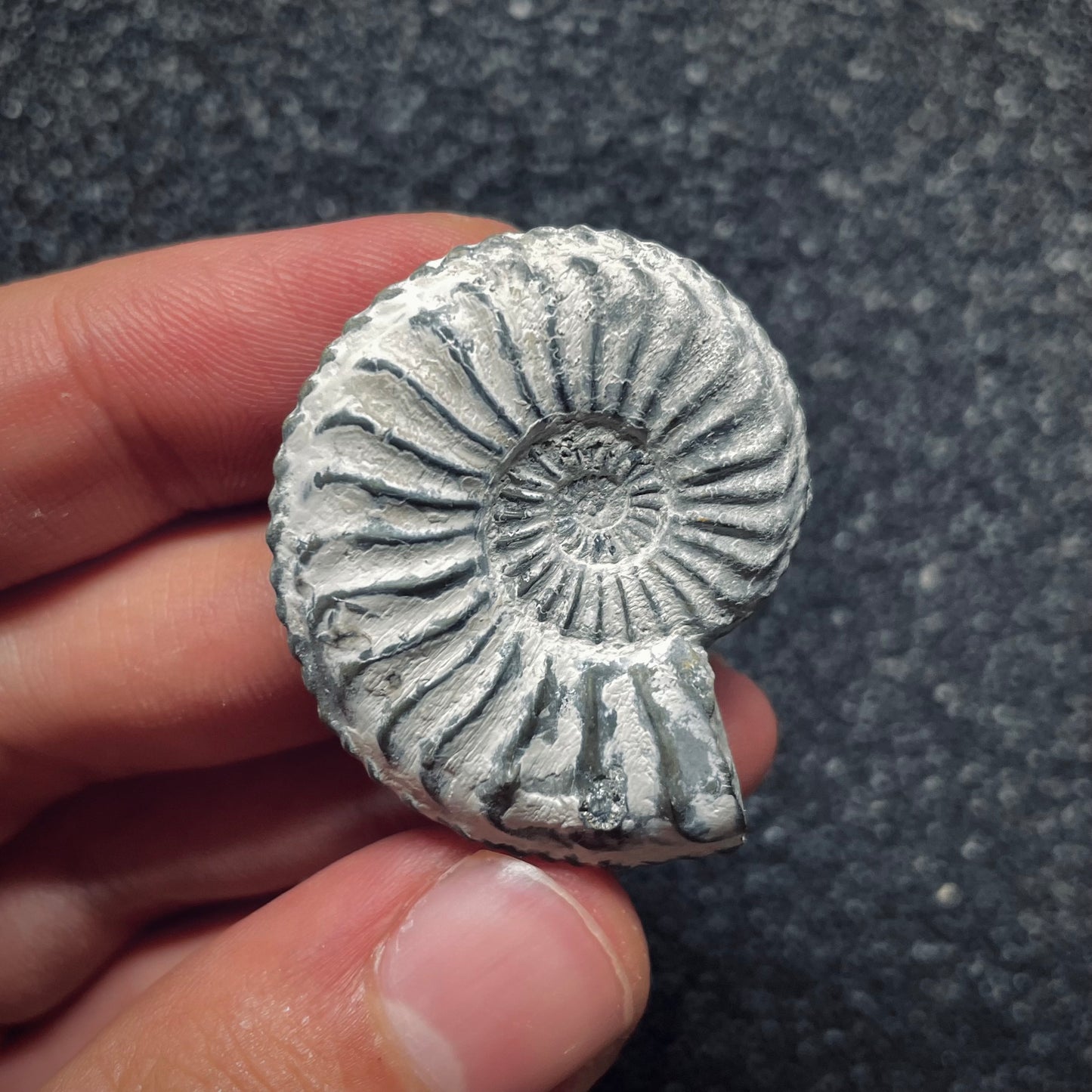 F1079 | Ammonite | Pleuroceras transiens