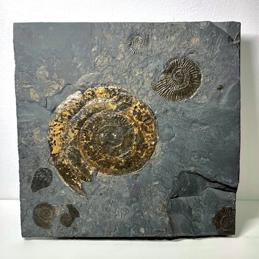 F1072 | Ammonite | Hildoceras sp. & Dactylioceras commune