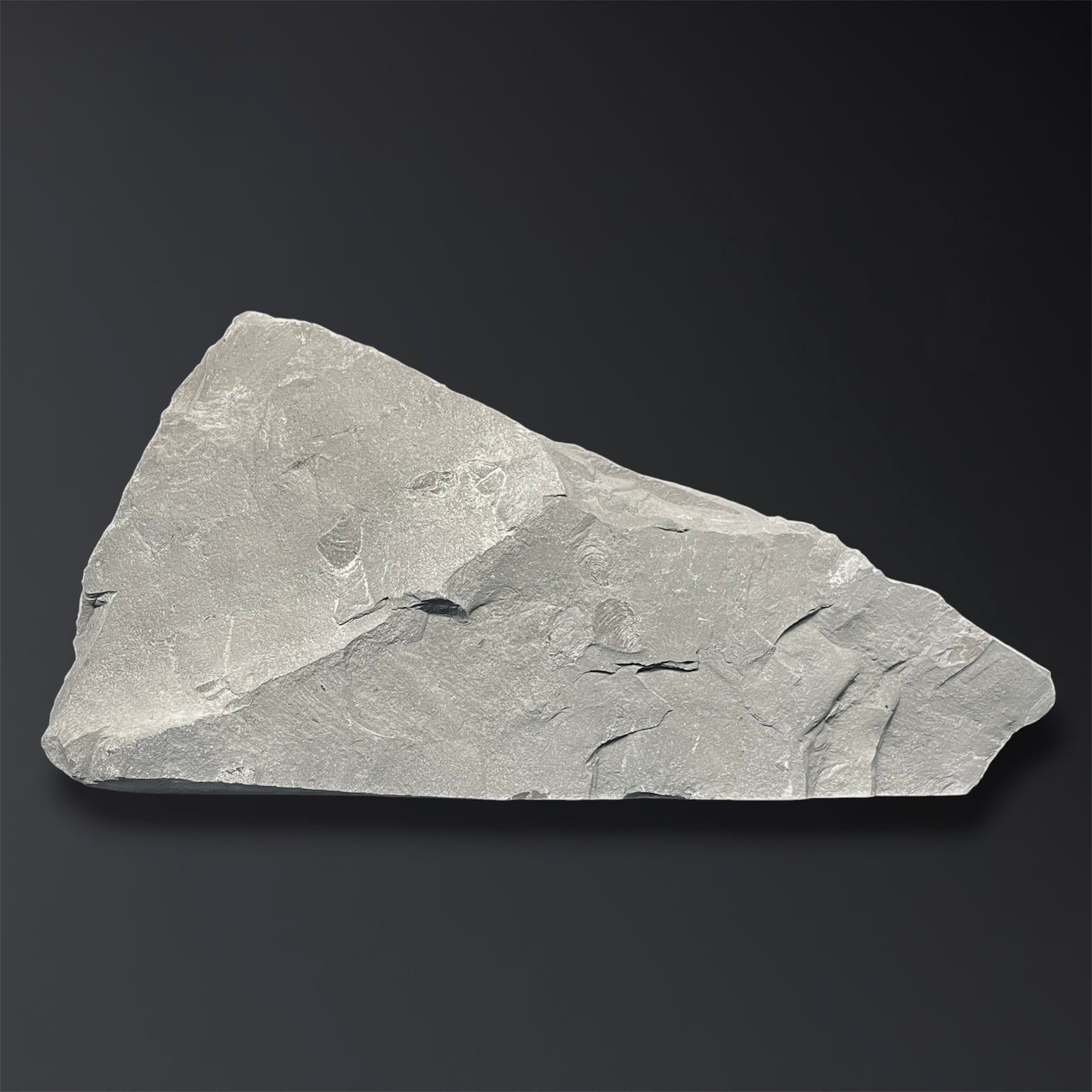 F2804 | Belemnite | Belemnoidea indet.