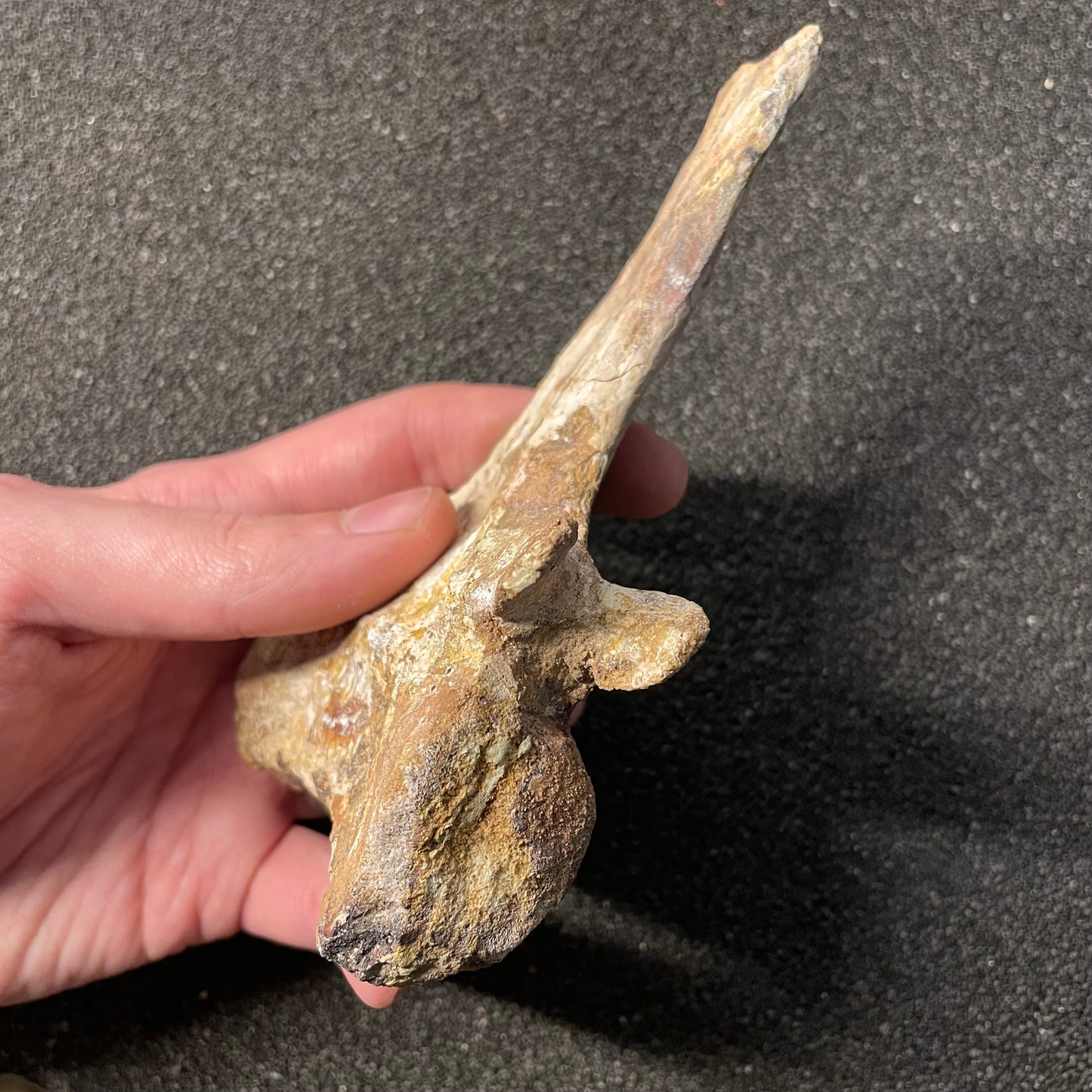 F2478 | Coccodrillo | Crocodylomorpha indet.