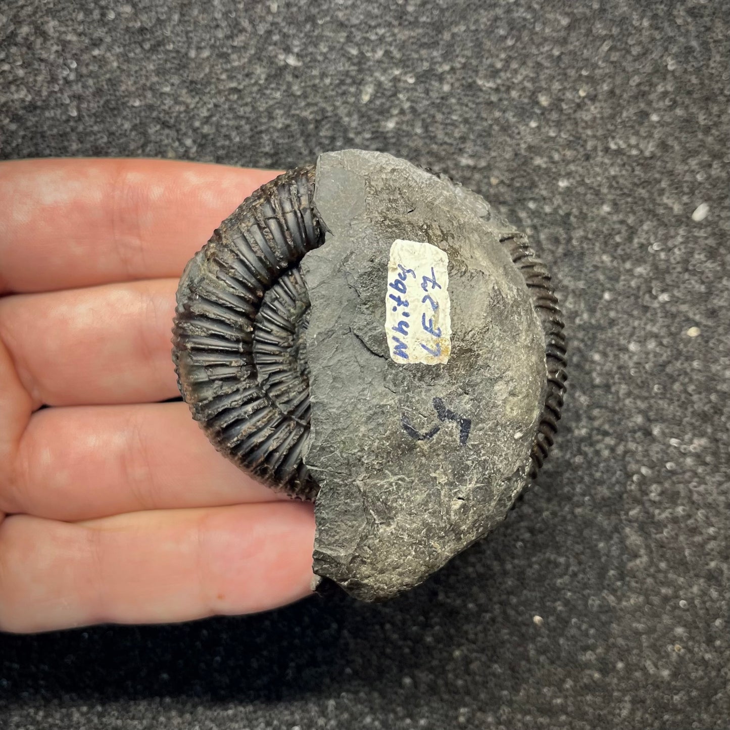 F2821 | Ammonite | Dactylioceratidae indet.