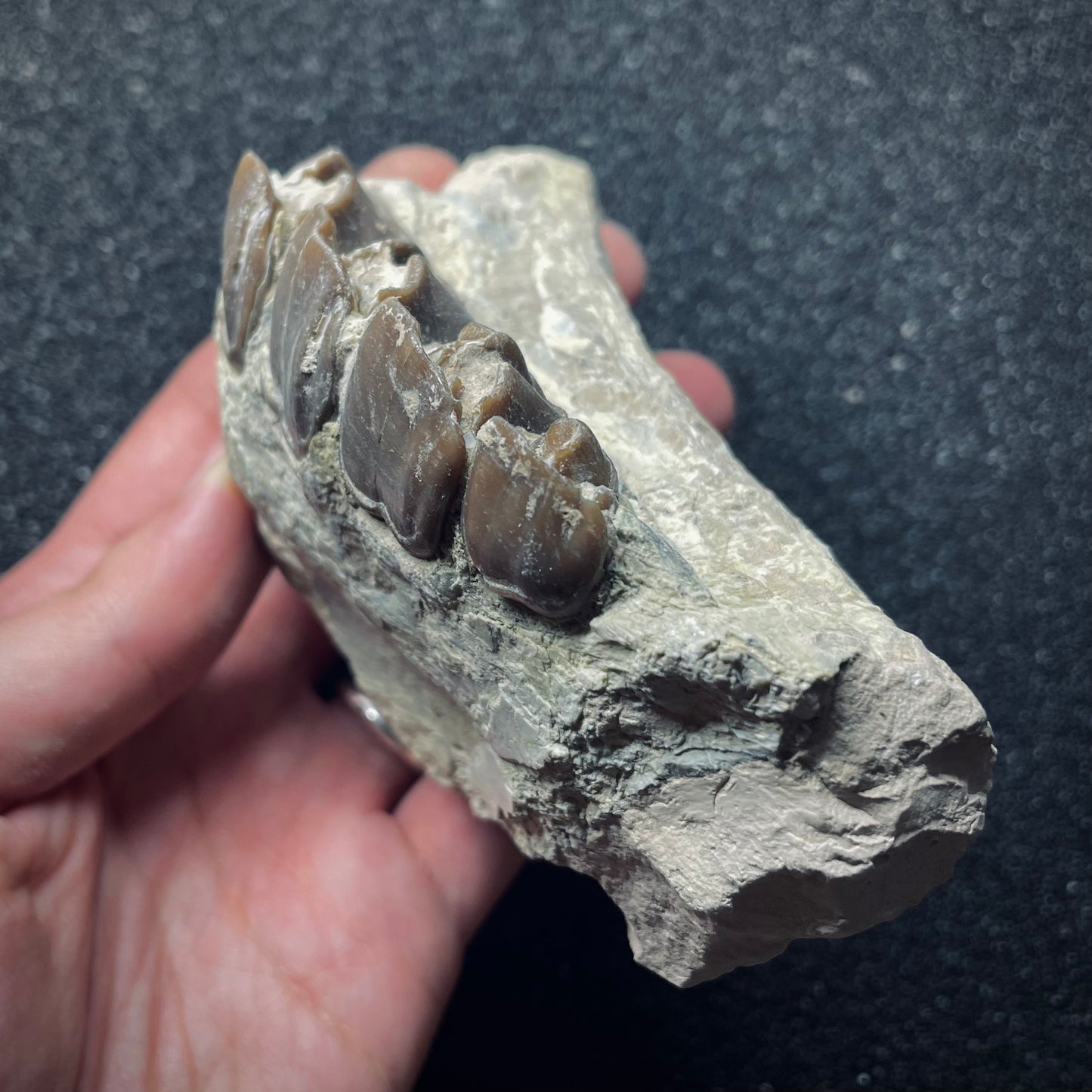 F1169 | Iracodonte | Hyracodon nebraskensis