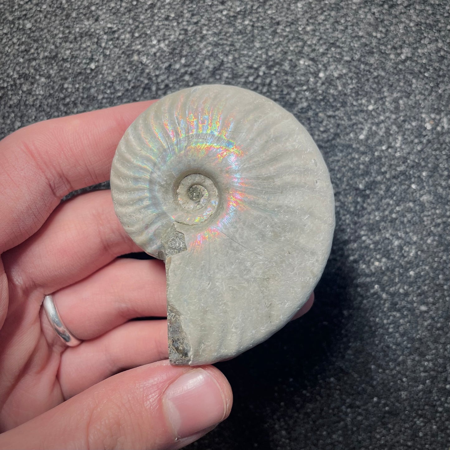 F2153 | Ammonite | Cleoniceras sp.
