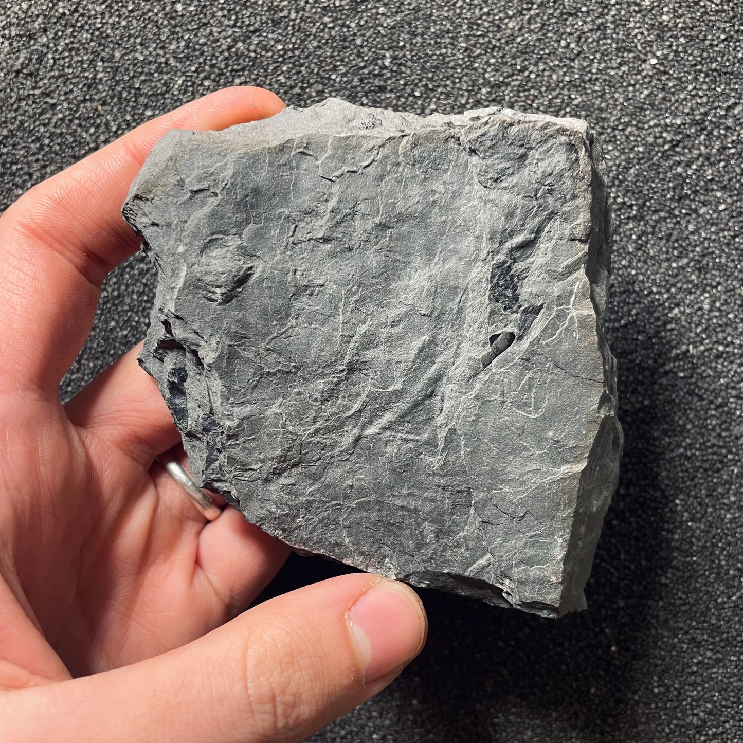 F2487 | Pianta | Neuropteris sp.