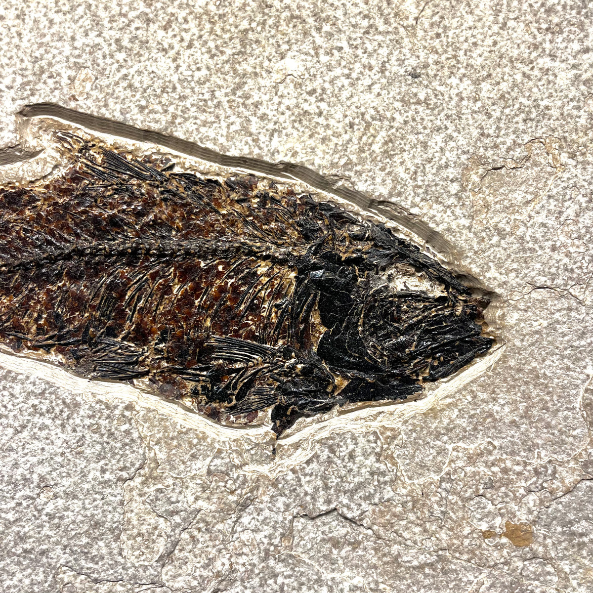 F3067 | Pesce | Knightia eocaena