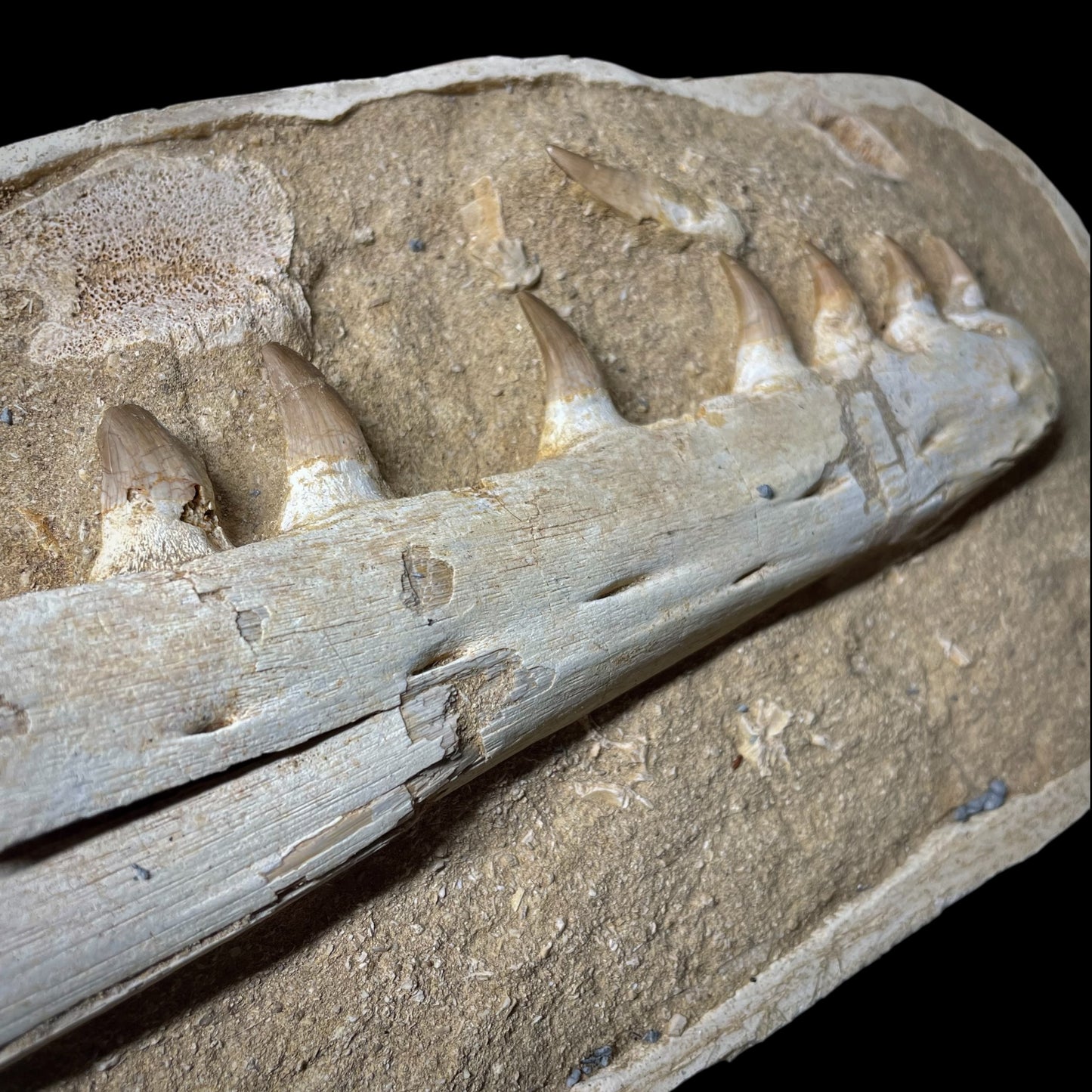 F1986 | Mosasauro | Prognathodon sp.