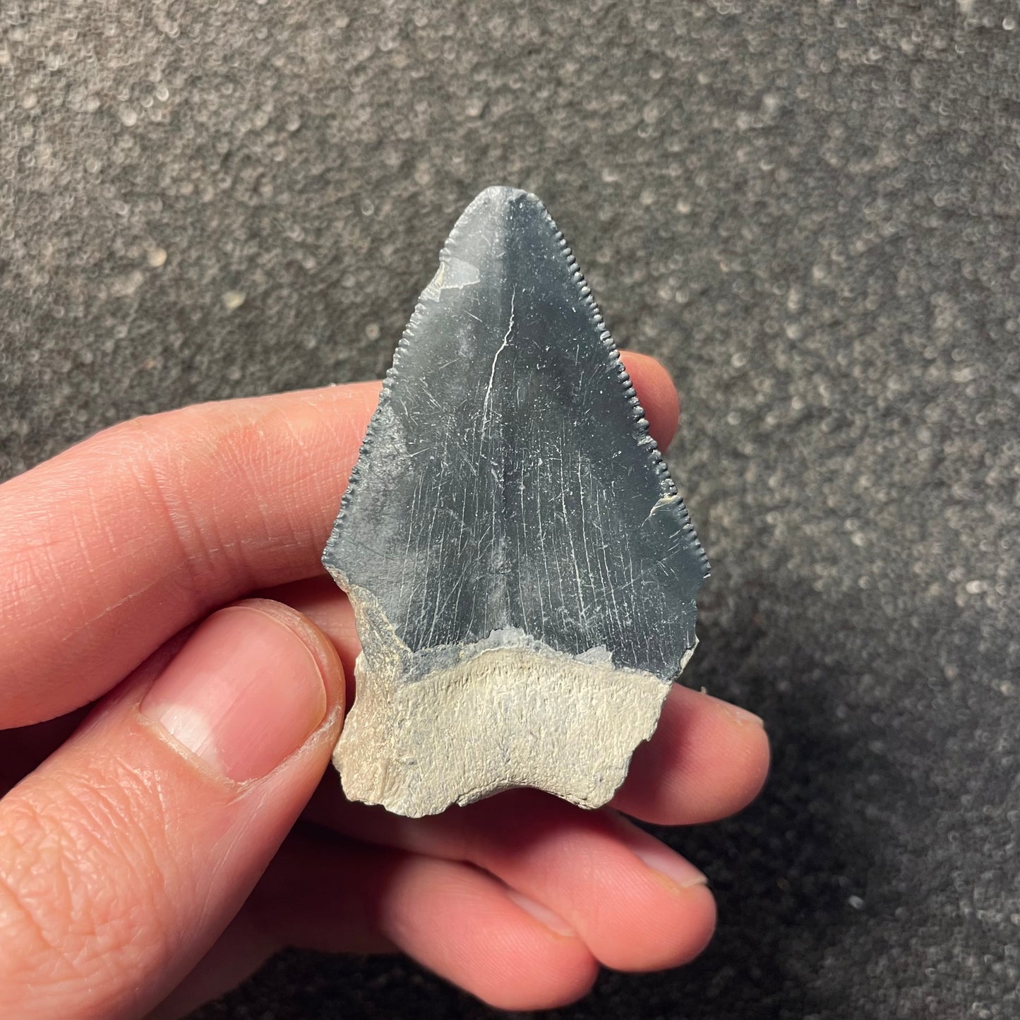 F2440 | Squalo | Otodus megalodon