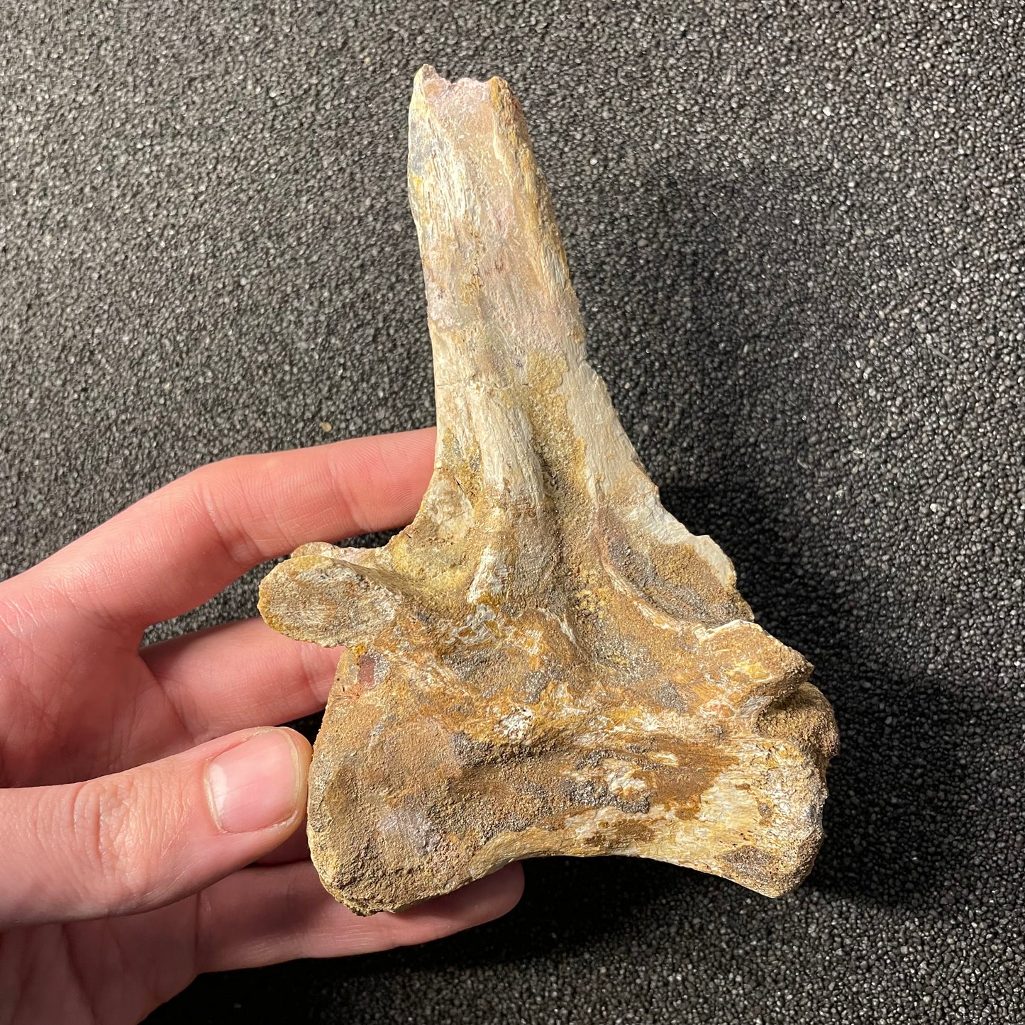 F2478 | Coccodrillo | Crocodylomorpha indet.