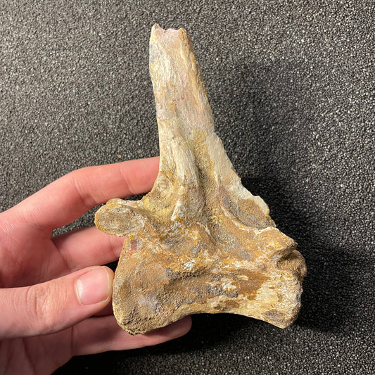 F2478 | Coccodrillo | Crocodylomorpha indet.