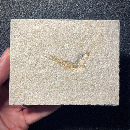F1946 | Pesce | Leptolepides sprattiformis