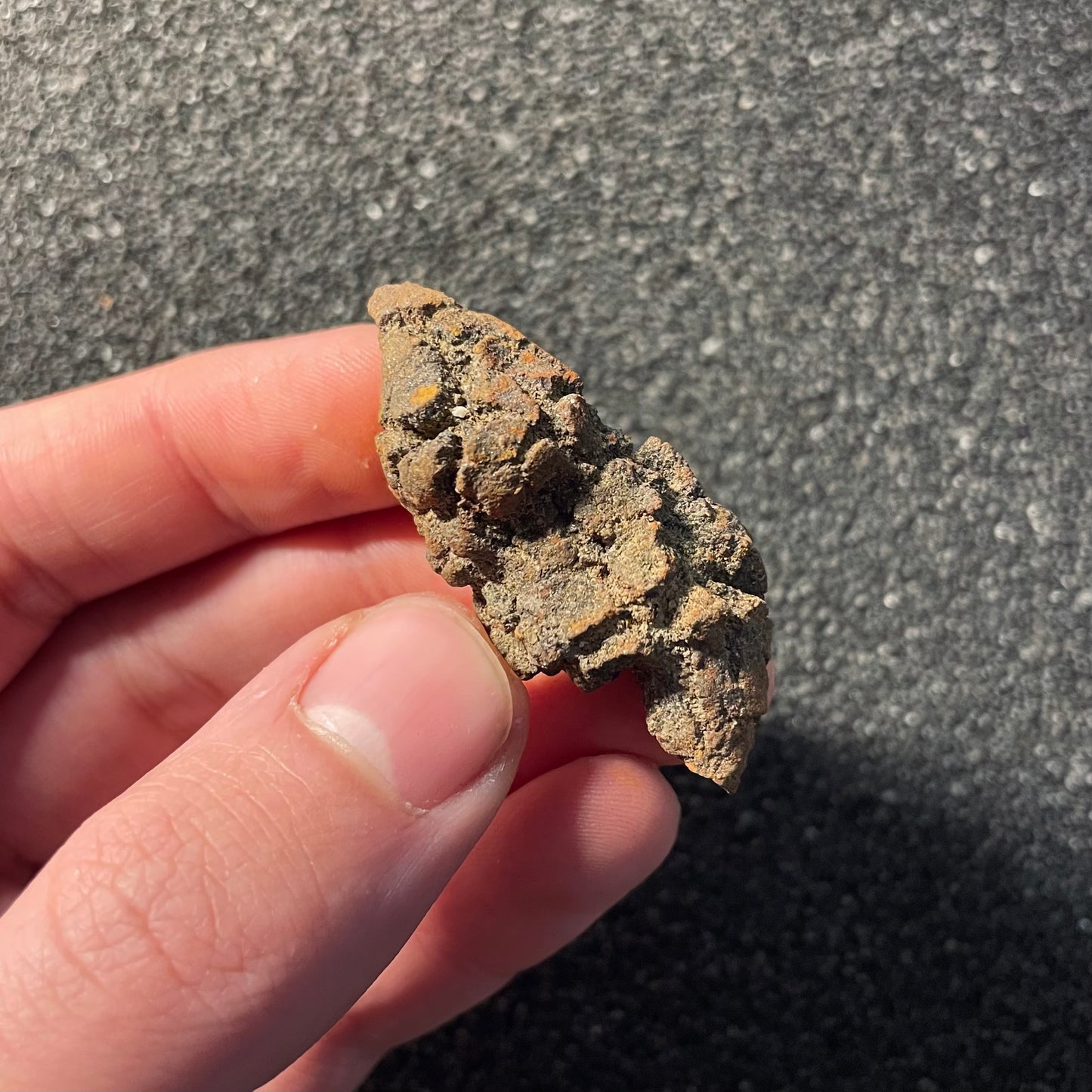 F2459 | Coprolite - Cololite | Testuggine