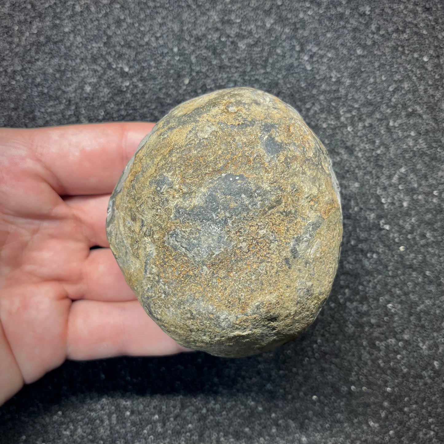 FNP25 | Fossile da preparare | Ammonite | Dactylioceratidae indet.