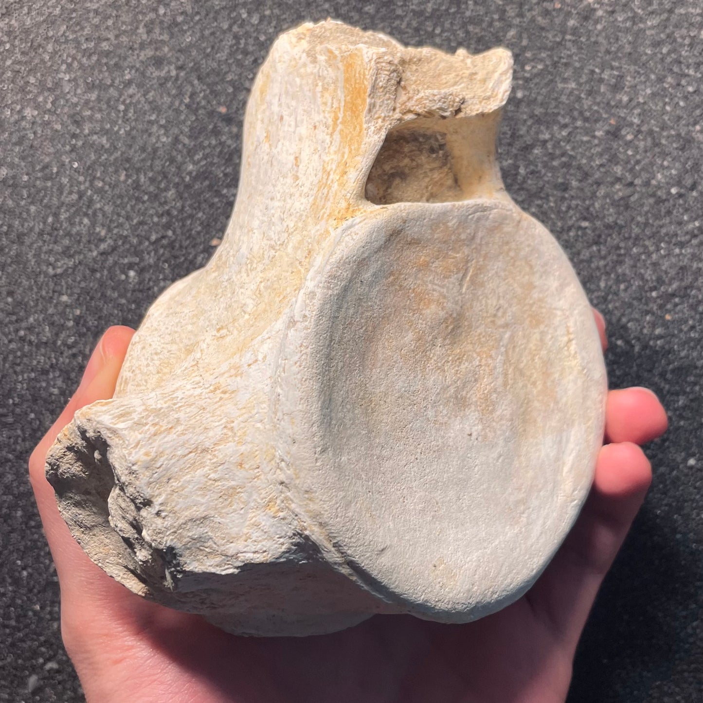 F2123 | Mosasauro | Mosasauridae indet.