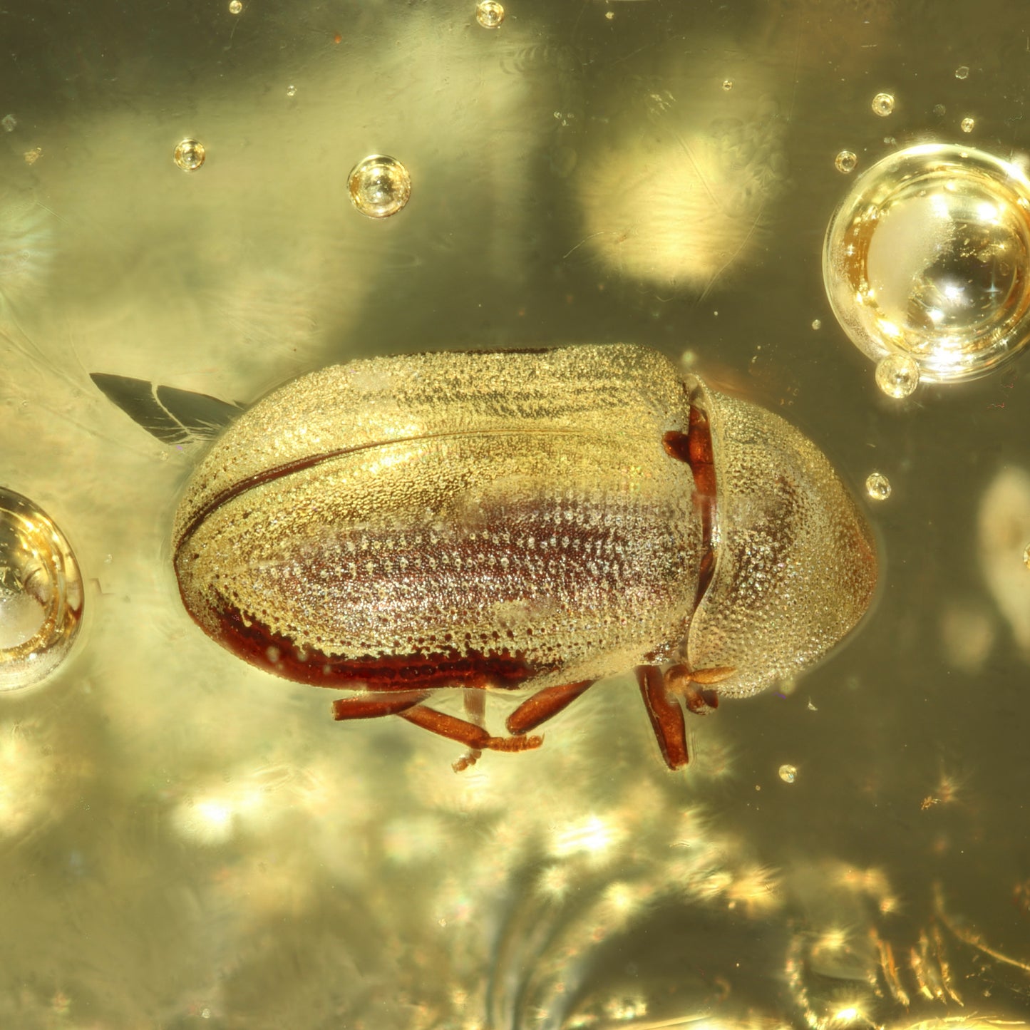 F2414 | Ambra con inclusione | Ptinidae indet.