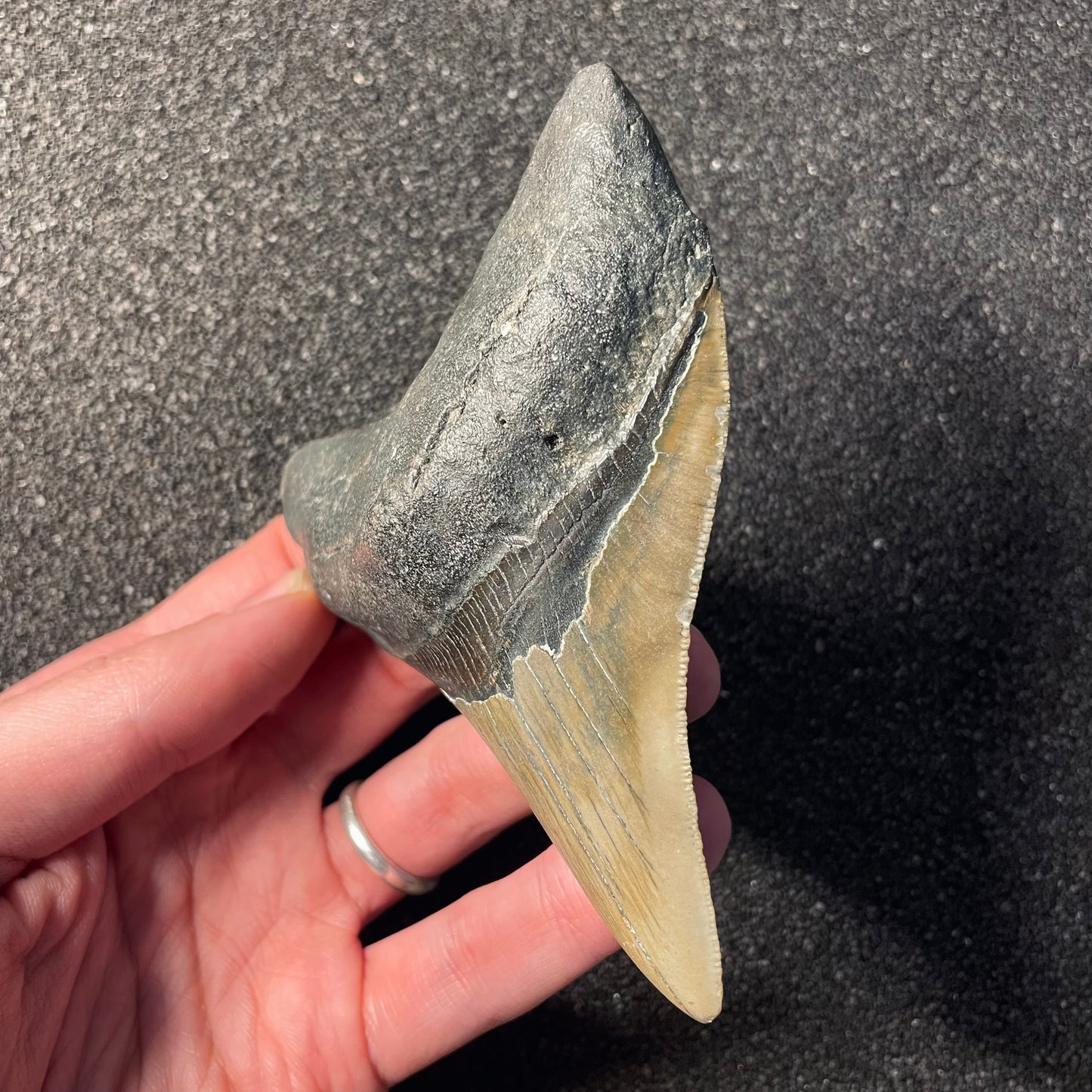 F2361 | Squalo | Otodus megalodon