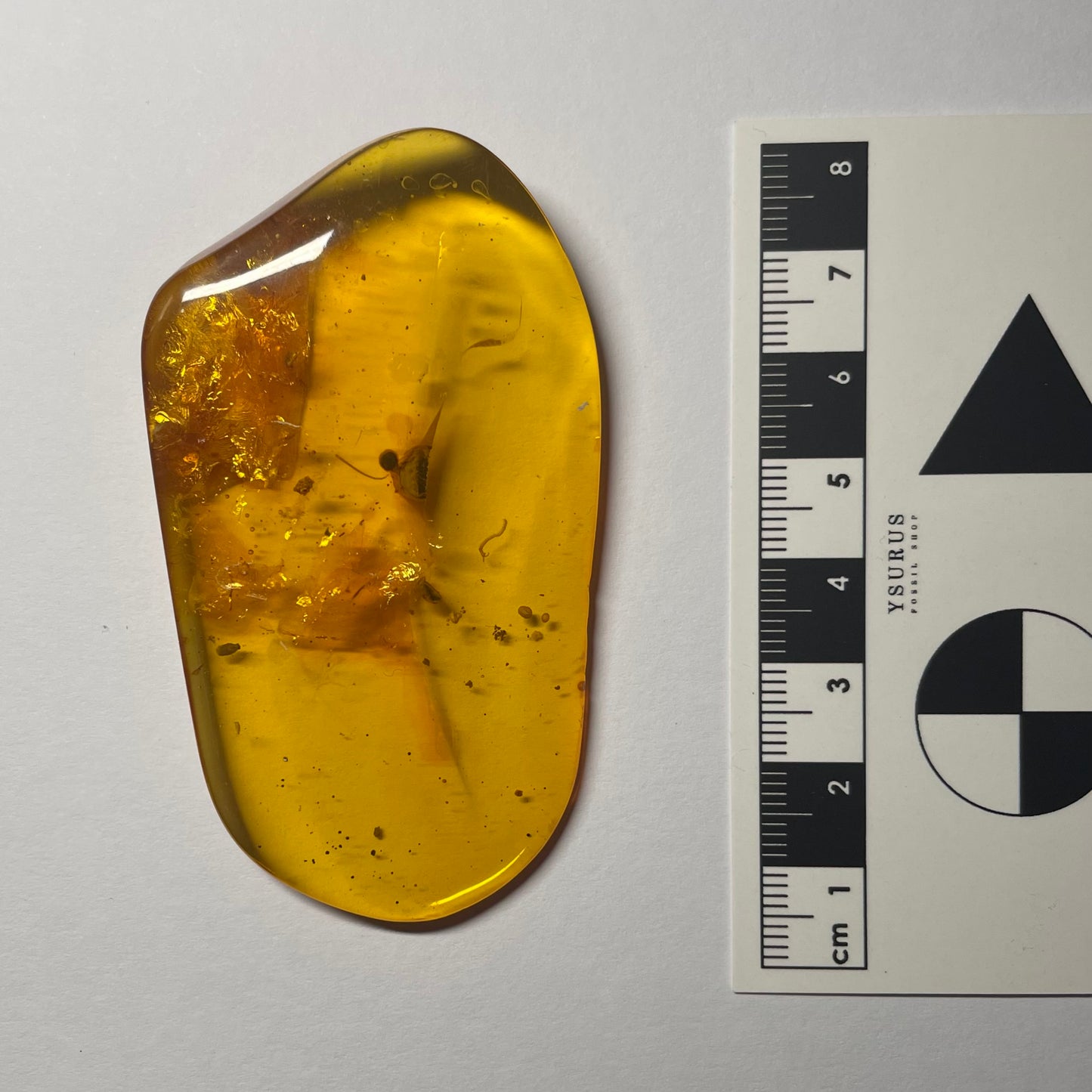 F2433 | Ambra con inclusione | Geophilidae indet.