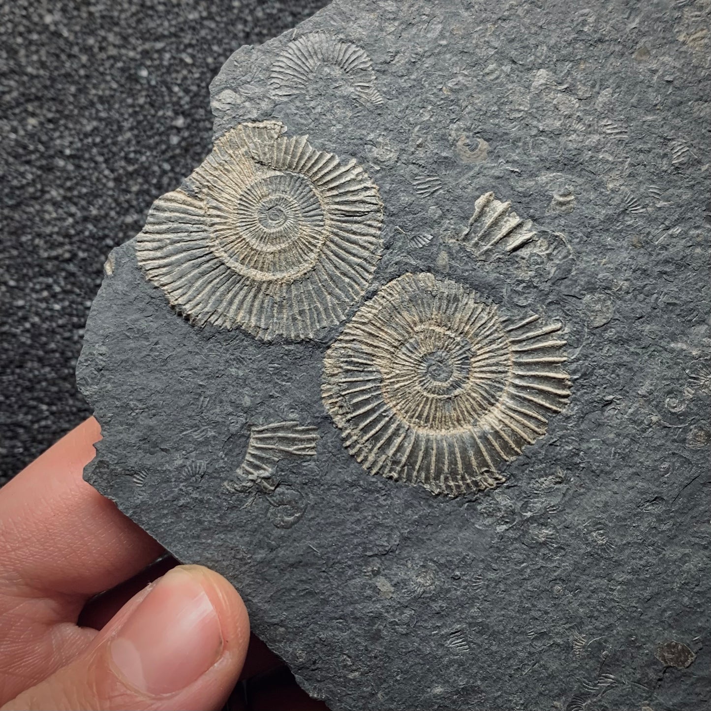 F878 | Ammonite | Dactylioceras commune