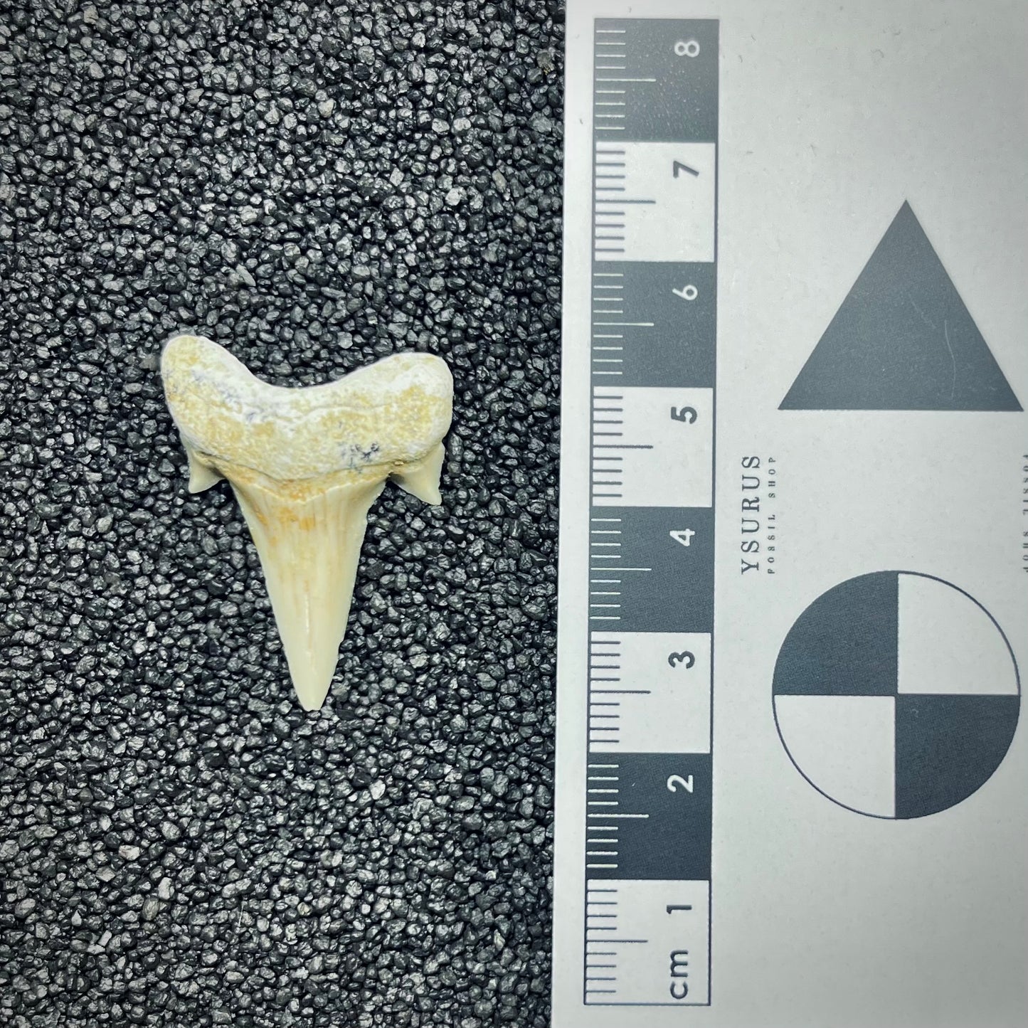 F2756 | Squalo | Otodus obliquus